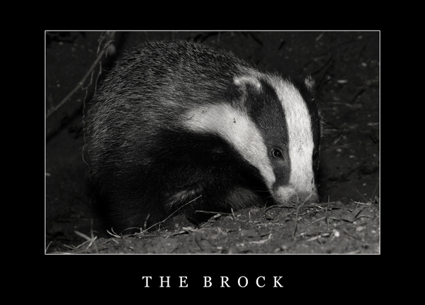 The Brock